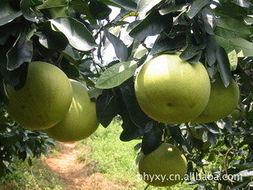 平和县语欣园果业——优质生鲜水果产品与代理代办服务指南